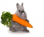 Bunny with a huge carrot